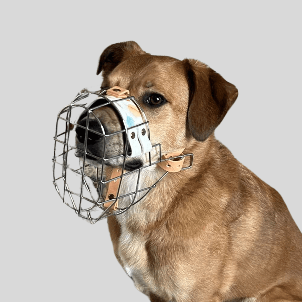 Choisir la bonne muselière pour son&nbsp;chien